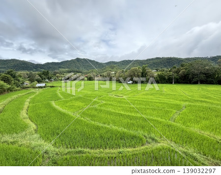 Lush Green Rice Paddy Field Landscape with Mountains and Cloudy Sky 139032297