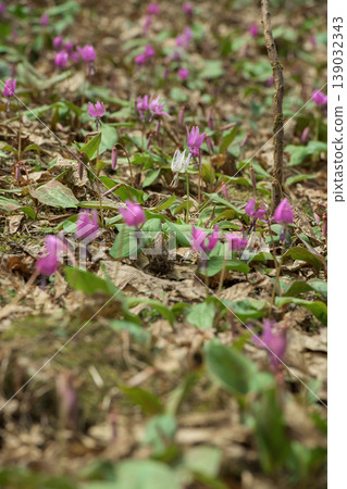 A village of clusters of dogtooth violets: rare white flowers, Semboku City, Akita Prefecture A village of clusters of dogtooth violets: rare white flowers, Semboku City, Akita Prefecture 139032343