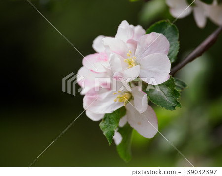 Adorable apple blossom 139032397