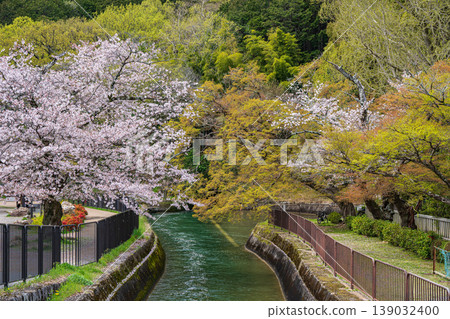 Lake Biwa Canal in Spring, Kyoto City Lake Biwa Canal in Spring, Kyoto City 139032400