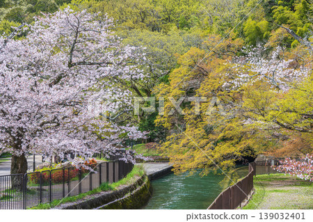 京都市琵琶湖運河春季景色 京都市琵琶湖運河春季景色 139032401