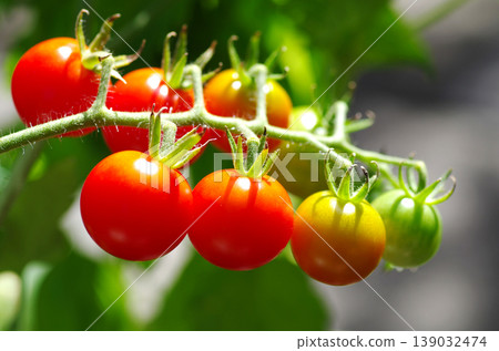 Cherry tomatoes, one row, gradient pattern, 2 139032474