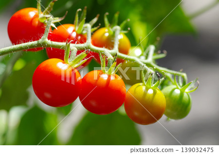 Cherry tomatoes in a horizontal row with a gradient effect - 3 139032475