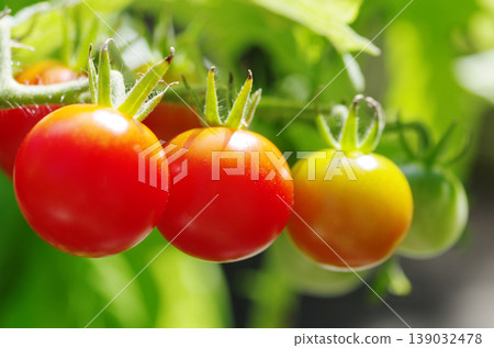 Mini tomatoes, gradient variety, 1 139032478