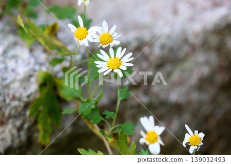 Winter wild chrysanthemums Winter wild chrysanthemums 139032493
