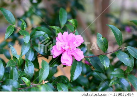 Vivid camellia flowers Vivid camellia flowers 139032494