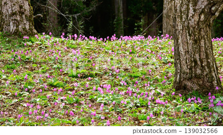 A chestnut orchard in Akita Prefecture, where dogtooth violets bloom beautifully. A chestnut orchard in Akita Prefecture, where dogtooth violets bloom beautifully. 139032566