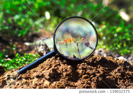 Magnifying Glass Revealing Seedling Growing From Soil - Growth, Research, Nurture and Environmental Discovery Magnifying Glass Revealing Seedling Growing From Soil - Growth, Research, Nurture and Environmental Discovery 139032575