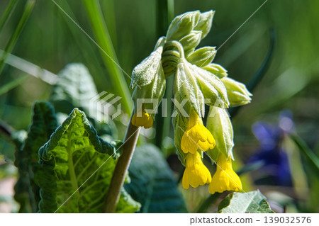 Delicate yellow cowslip flowers bloom in a sunlit meadow during springtime Delicate yellow cowslip flowers bloom in a sunlit meadow during springtime 139032576