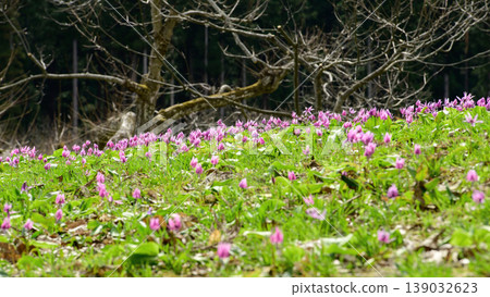 A chestnut orchard where dogtooth violets bloom, heralding the arrival of spring; a village of dogtooth violets, Semboku City, Akita Prefecture A chestnut orchard where dogtooth violets bloom, heralding the arrival of spring; a village of dogtooth violets, Semboku City, Akita Prefecture 139032623