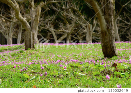 A chestnut orchard where dogtooth violets bloom, heralding the arrival of spring; a village of dogtooth violets, Semboku City, Akita Prefecture A chestnut orchard where dogtooth violets bloom, heralding the arrival of spring; a village of dogtooth violets, Semboku City, Akita Prefecture 139032649