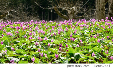 A chestnut orchard in Akita Prefecture, where dogtooth violets bloom beautifully. A chestnut orchard in Akita Prefecture, where dogtooth violets bloom beautifully. 139032651