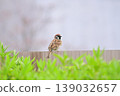 A wild sparrow perched on a hedge fence. A bird of Japan. 139032657