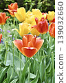 Bright orange and yellow tulips blooming in the park: A spring flower scene. 139032660