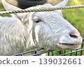 A white goat peeking out from the farm - a petting zoo experience. 139032661