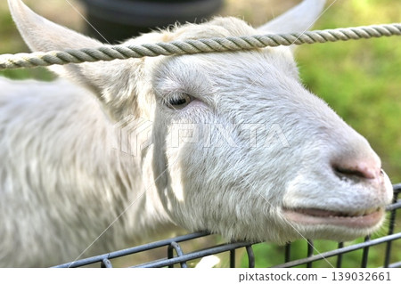 A white goat peeking out from the farm - a petting zoo experience. 139032661