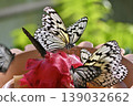 The large white butterfly gathers on a flower; a beautiful butterfly of the tropics. 139032662