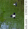 Tufted Duck Swimming on Green Pond with Reflection 139032730