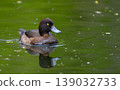 Tufted Duck Swimming on Green Pond with Reflection 139032733