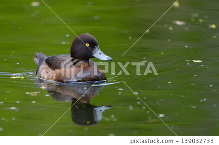Tufted Duck Swimming on Green Pond with Reflection 139032733