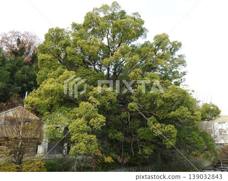Large camphor trees with fresh green leaves spread across the residential area Large camphor trees with fresh green leaves spread across the residential area 139032843