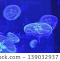 藍色的水母漂浮在水母身上 139032937