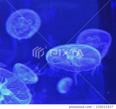 藍色的水母漂浮在水母身上 藍色的水母漂浮在水母身上 139032937