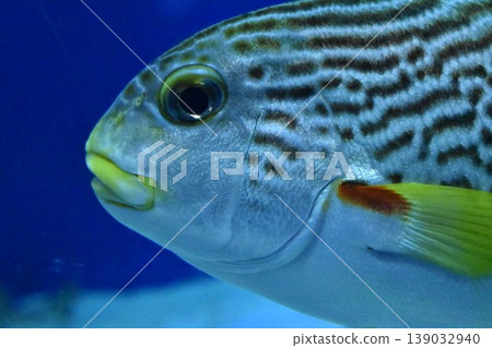 游泳魚 游泳魚 139032940