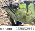 一條龍魚悠閒地遊著，凝視著我們。 139032941