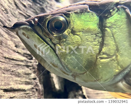 一條龍魚悠閒地遊著,凝視著我們。 一條龍魚悠閒地遊著,凝視著我們。 139032941