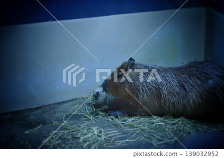 A capybara sleeping snuggled up next to a turtle. A capybara sleeping snuggled up next to a turtle. 139032952
