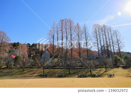 Winter botanical garden: fallen leaves and branches of a Metasequoia tree. Winter botanical garden: fallen leaves and branches of a Metasequoia tree. 139032972