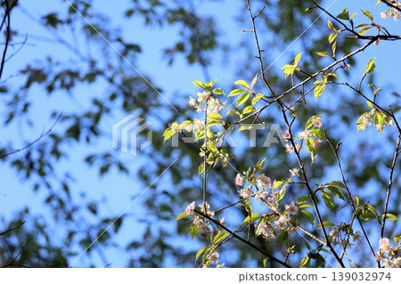 Winter-blooming Himalayan cherry blossoms Winter-blooming Himalayan cherry blossoms 139032974