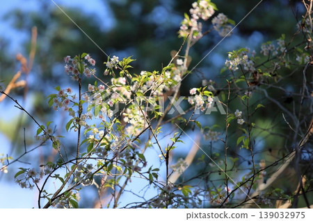 Winter-blooming Himalayan cherry blossoms Winter-blooming Himalayan cherry blossoms 139032975