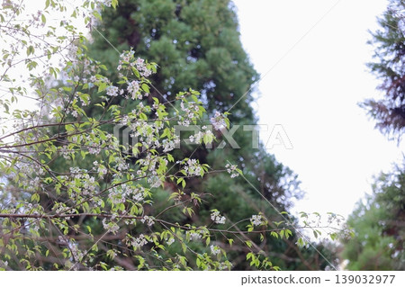 Winter-blooming Himalayan cherry blossoms Winter-blooming Himalayan cherry blossoms 139032977