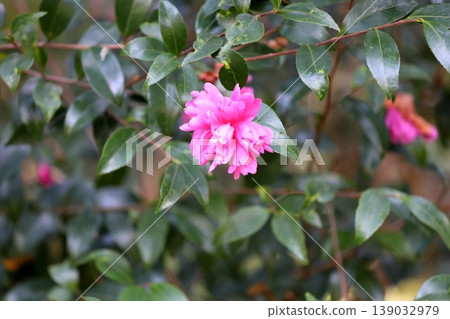 充滿活力的茶梅花 充滿活力的茶梅花 139032979