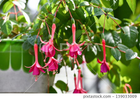 Fuchsia 'Svenny' 139033009