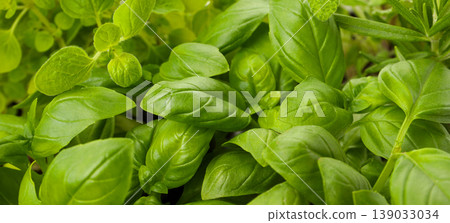 Basil and oregano plants grow in a green space 139033034