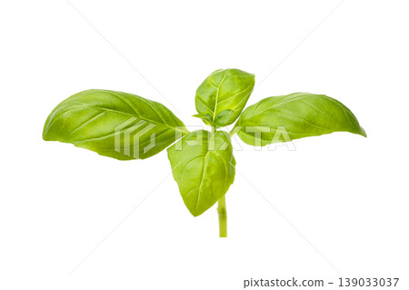 Vibrant green, smooth fresh basil leaves, PNG Vibrant green, smooth fresh basil leaves, PNG 139033037