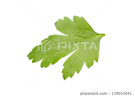 Fresh parsley leaf showing its green color and shape, PNG Fresh parsley leaf showing its green color and shape, PNG 139033041