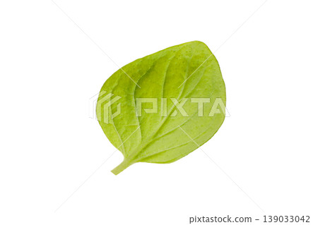 Green basil leaf ready for cooking and seasoning, PNG 139033042