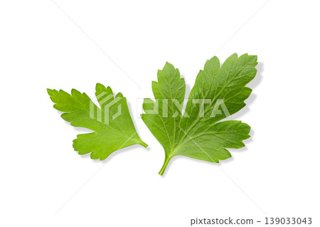 Two green parsley leaves on a clean surface, PNG Two green parsley leaves on a clean surface, PNG 139033043