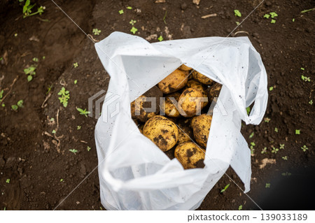 Bags containing harvested potatoes Bags containing harvested potatoes 139033189