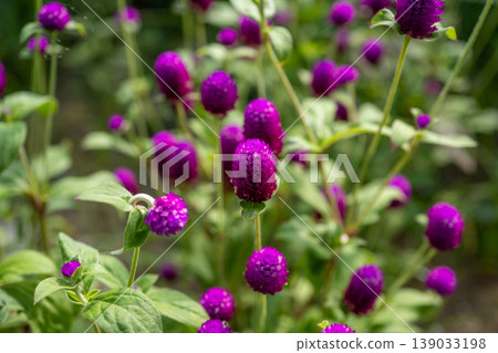 Gomphrena flowers blooming in the garden 139033198