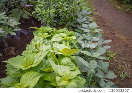 Lush green shiso leaves from a home garden 139033207