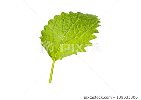 Detailed look at a fresh mint leaf, PNG Detailed look at a fresh mint leaf, PNG 139033300