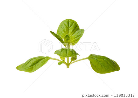 Fresh basil plant with green leaves and stems, PNG 139033312