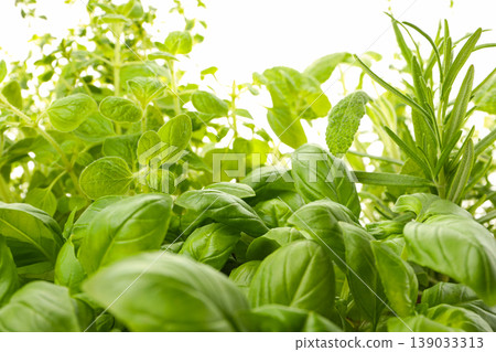 Basil, oregano, thyme, and rosemary are growing in a garden Basil, oregano, thyme, and rosemary are growing in a garden 139033313