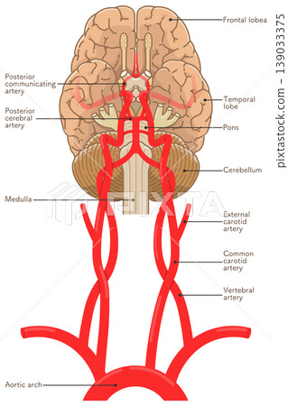 Arteries at the base of the brain 139033375