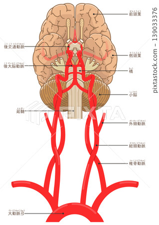 腦底部的動脈 腦底部的動脈 139033376